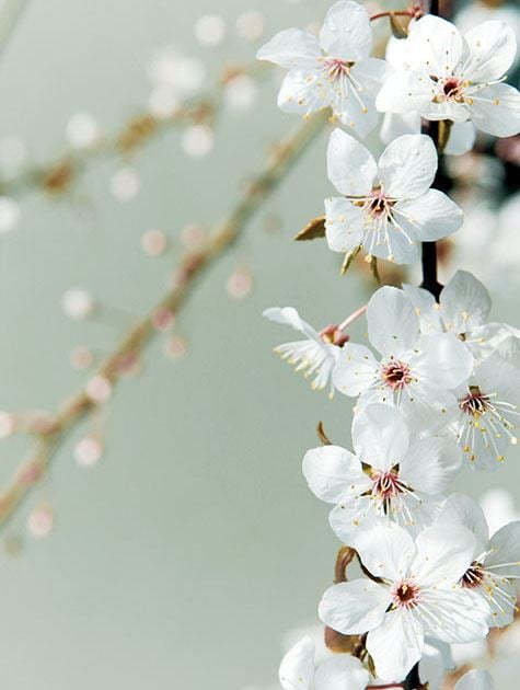 Picture of White Blossom