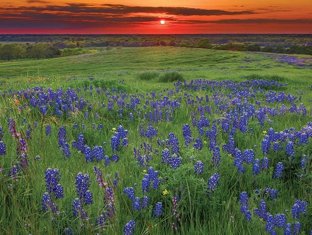 Picture of Wildflowers at Sunset