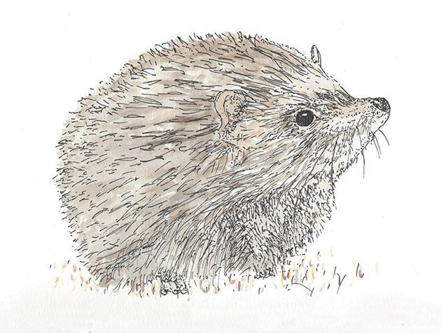 Picture of Forest Hedgehog