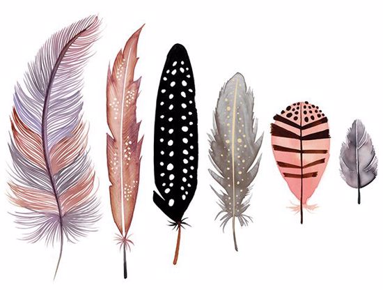 Picture of Line of Feathers
