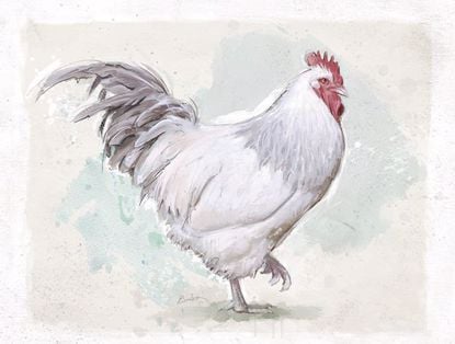 Picture of Painted Chicken