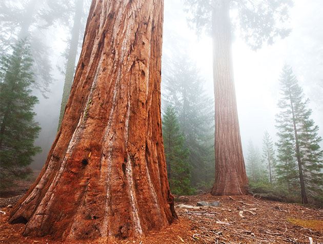 Picture of Regal Sequoia
