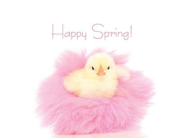Picture of Spring Chick